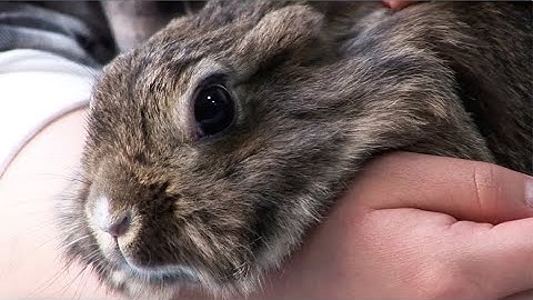 No makeup for animals