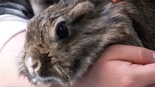 No makeup for animals