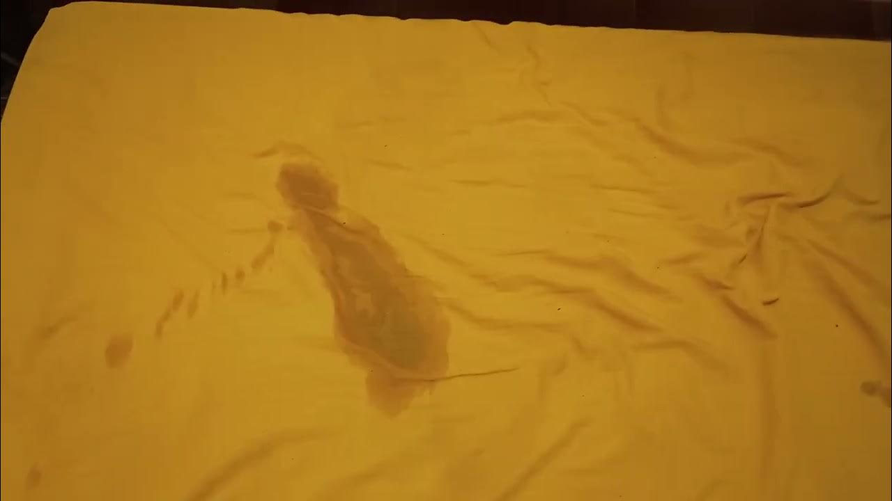 My dog pees on my mattress, again. YouTube