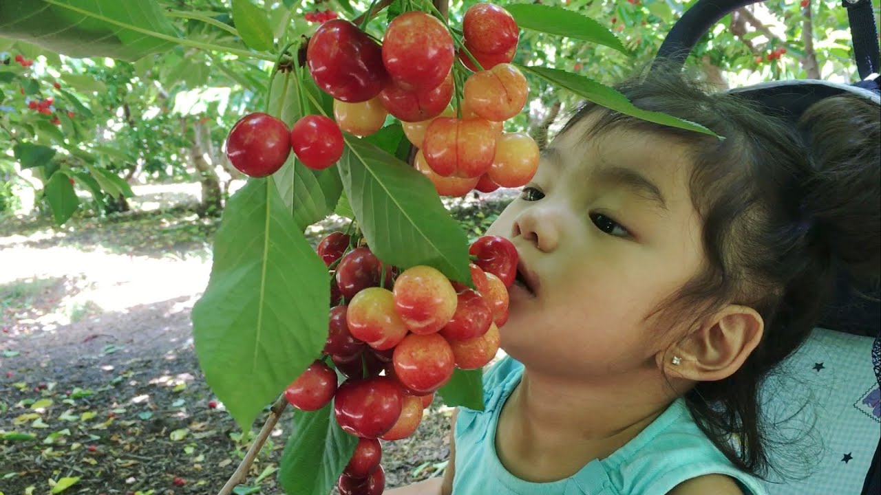 U Pick Cherries Strawberries Nunn Better Farm Youtube