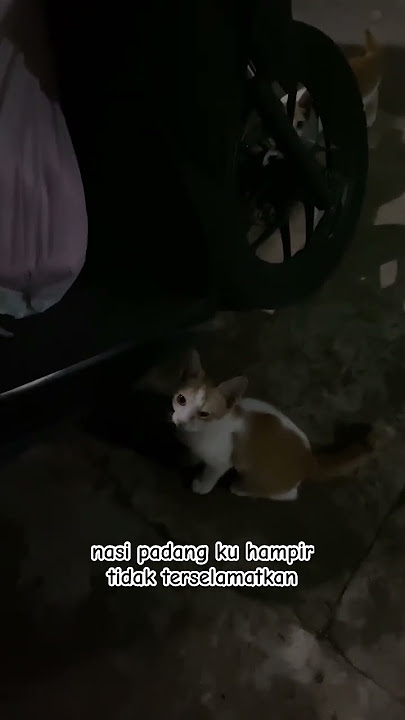 TOLONG! aku di todong🥲