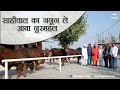 साहीवाल का जनून ले आया नूरमहल | Top Sahiwal Bulls| Sahiwal Cow | Sahiwal Breeding |