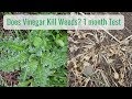 Life in a Tiny House called Fy Nyth - Does Vinegar Weed Killer Work? 1 Month Test