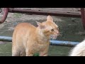kucing oren melawan kucing anggora