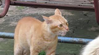 kucing oren melawan kucing anggora