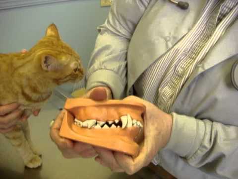 how to administer medicine to a cat