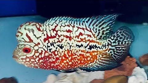 1 Số Vấn Đề Về Cách Nuôi Cá La Hán KAMFA| TOANKAMFA| SĐT 0344108746