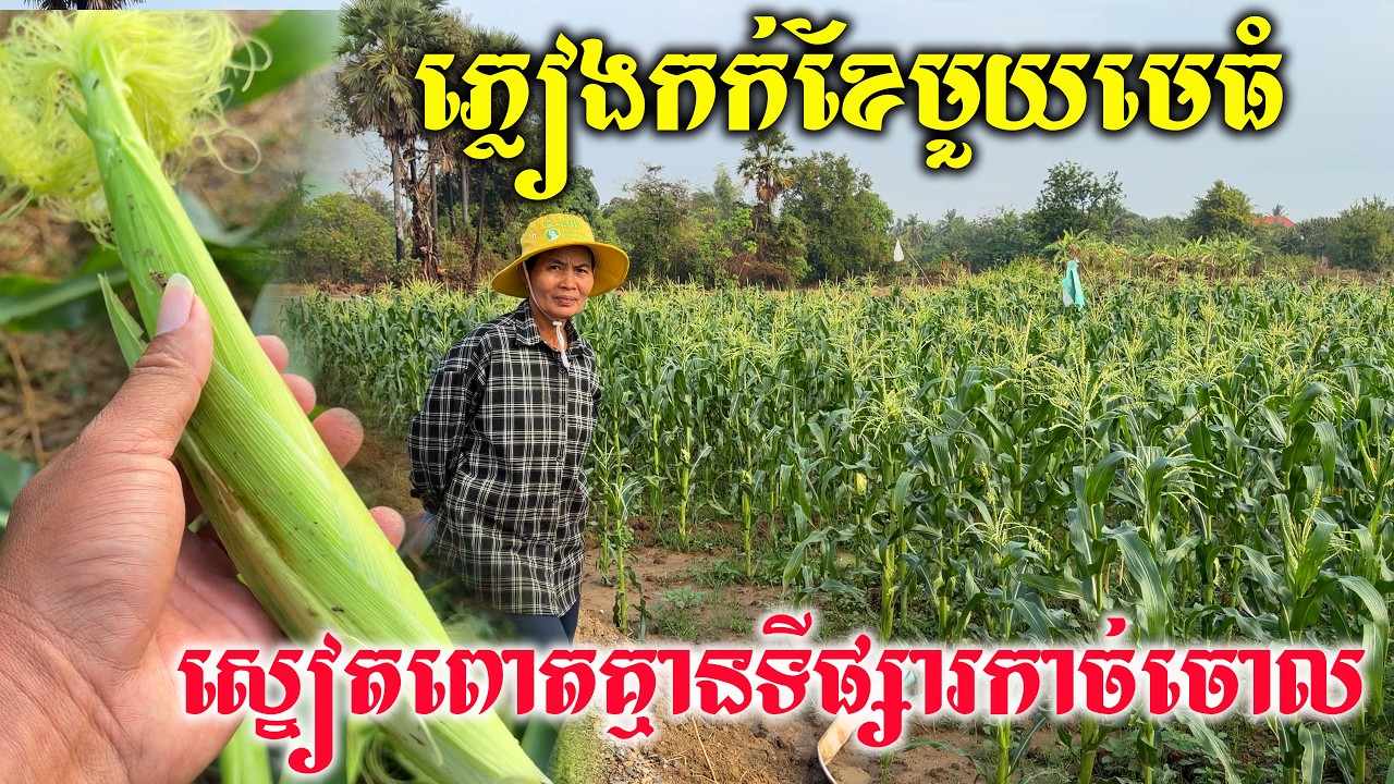 ស្តាយណាស់ ស្នៀតពោតគ្មានទីផ្សារកសិករសម្រេចចិត្តកាច់ចោល