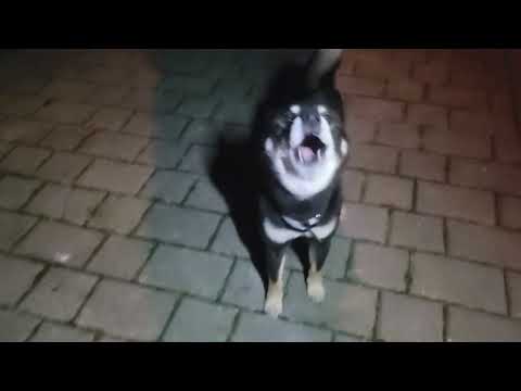 Mon chien aboie comme un loup