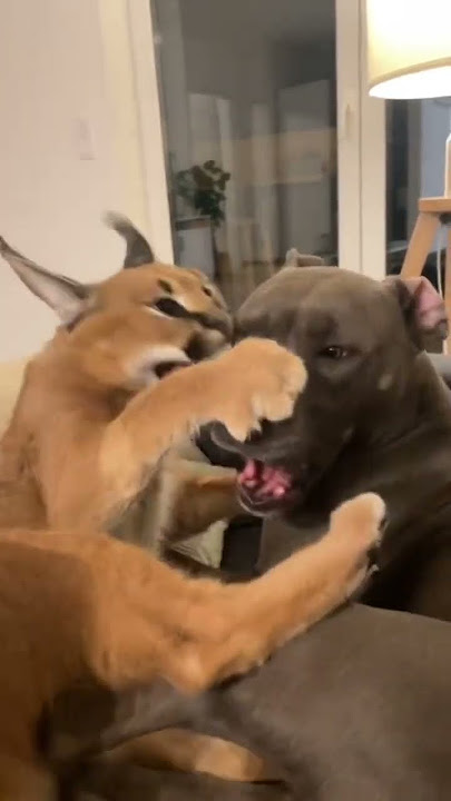 Caracal Cat vs Dog fight😸👊 #tiktok #tiktokfunny #tiktokmoments #caracal #cat