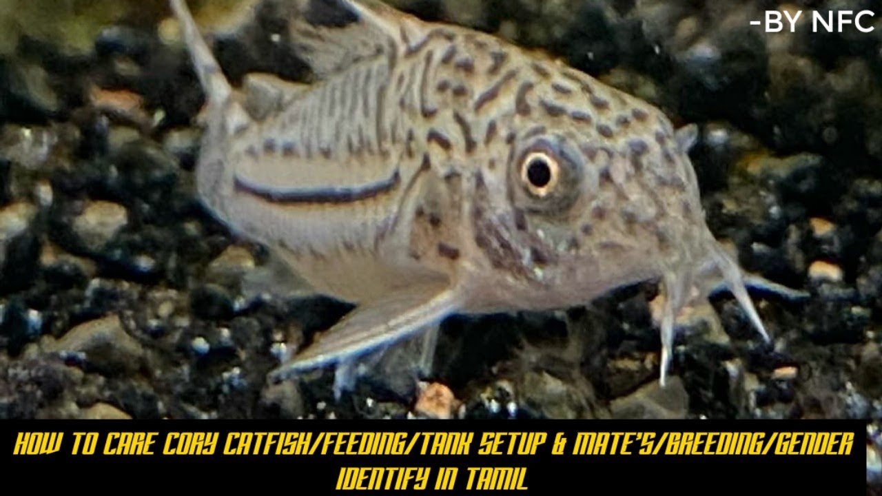 HOW TO CARE CORY CATFISH/FEEDING/TANK SETUP & MATE'S/BREEDING/GENDER