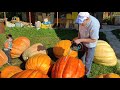 We are cutting a huge harvest of pumpkins with a chainsaw! Сорт Atlantic Giant.