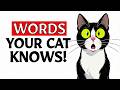 5 WORDS Your Cat Truly UNDERSTANDS (Backed by SCIENCE)