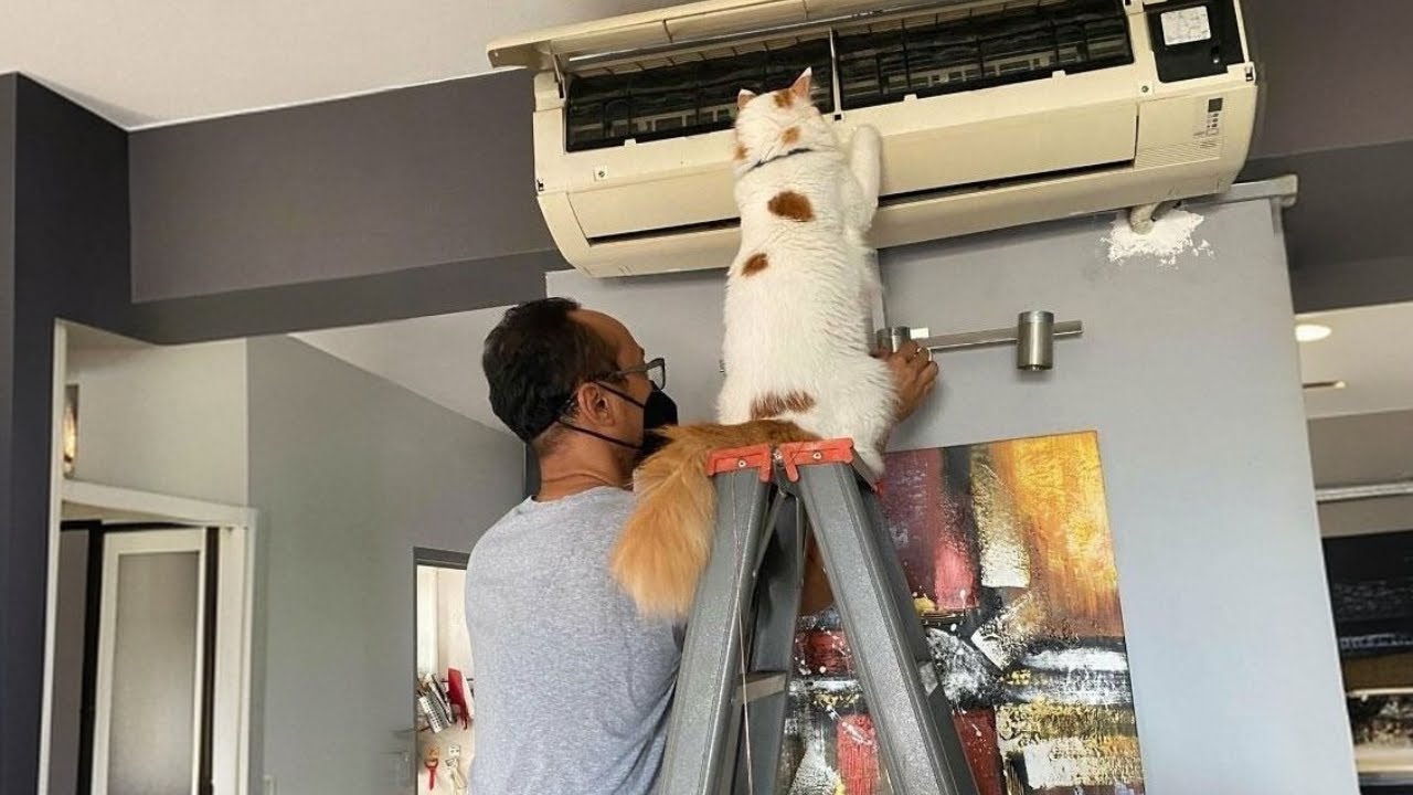 When Cat is So Smart it Blows Your Mind 🤯 Funny Cat TV