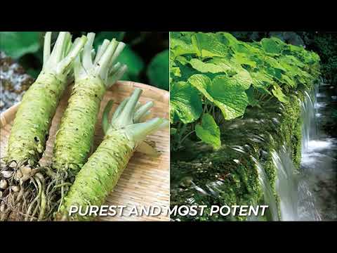 Wasabi - Ancient Superfood - video from Real Wasabi