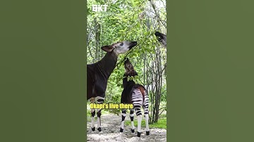 Democratic Republic of Congo - Things you never knew