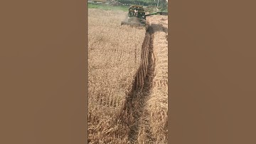 #farmer#farming #wheat