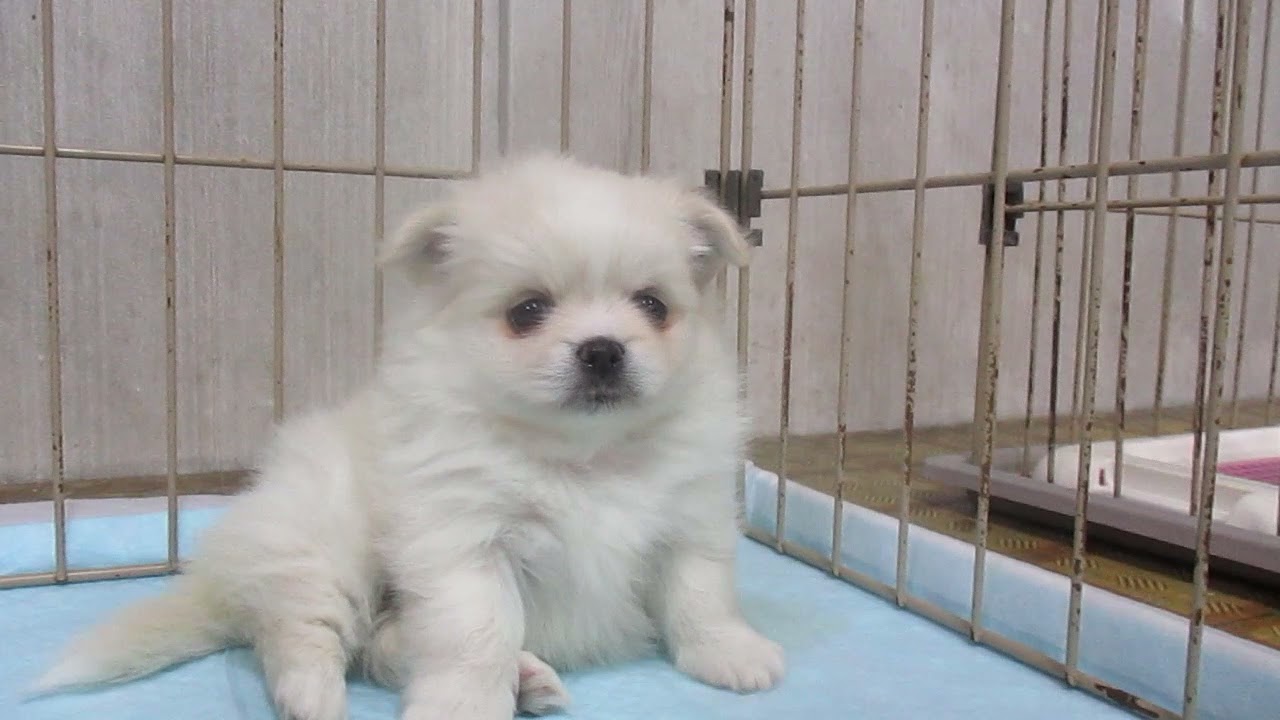 ミックス 父ポメラニアン母ペキニーズ 日に日に可愛くなってる ぶさかわ 愛知県一宮市でブリーダー直売の子犬を飼うなら 子いぬの足あと