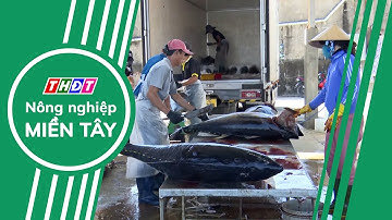 Xuất khẩu cá ngừ đông lạnh tăng trưởng | Nông nghiệp Miền Tây