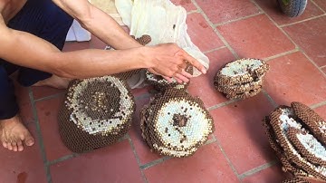 Bóc Những Tổ Ong Vò Vẽ Đếm Không Xuể | Thợ Săn Vlogs