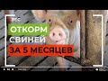 Свини за 5 месяцев на мясо !!! Технология Bio Method