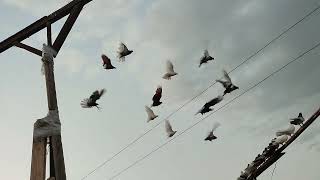 видео: Вечерние полёты, под эмоциями. Николаевские голуби. картинка: Вечерние полёты, под эмоциями. Николаевские голуби.