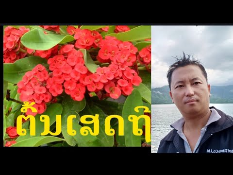 Video: Cov Cog Ntoo Thiab Cov Hydrogel - Cov Khoom Muaj Zam Hauv Lub Ntiaj Teb Paj