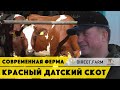 Современная молочная ферма и красная датская порода коров