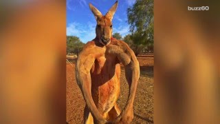 New photos of Roger the Kangaroo show him looking more muscular than ever