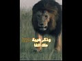 اقوة قصيدة شعر عن الاسد 2023الاسد مايرضا بالمذله يبقا مكانه بالقمه اقوه حالات الواتس اب شموخ الاسد 
