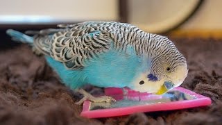 Budgie singing to mirror | Relaxing sounds