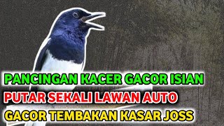 PANCINGAN kacer full isian tembakan mewah kasar dan rapat