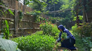 Pick water spinach for a simple lunch in the village | Living in the Village