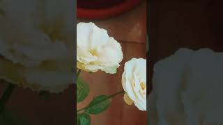 #beats #anoopthevibe #hiphop #instrumentalsforsale #salebeats #typebeat #newsong #newbeats