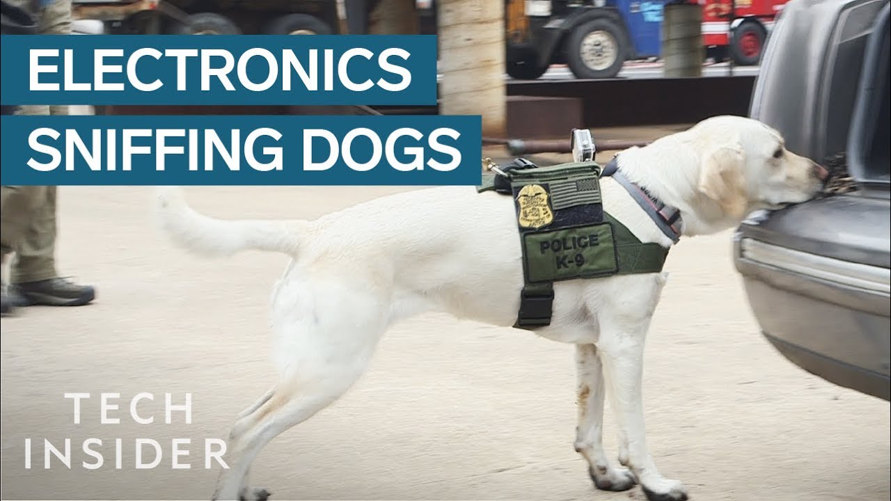 Are Sniffer Dogs Trained To Smell Alcohol