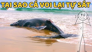 Tại sao Cá voi lại "Tự Sát"? Giải Mã Bí Ẩn Đau Lòng Nhất Đại Dương.