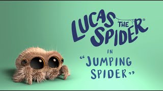 Lucas the Spider - Jumping Spider