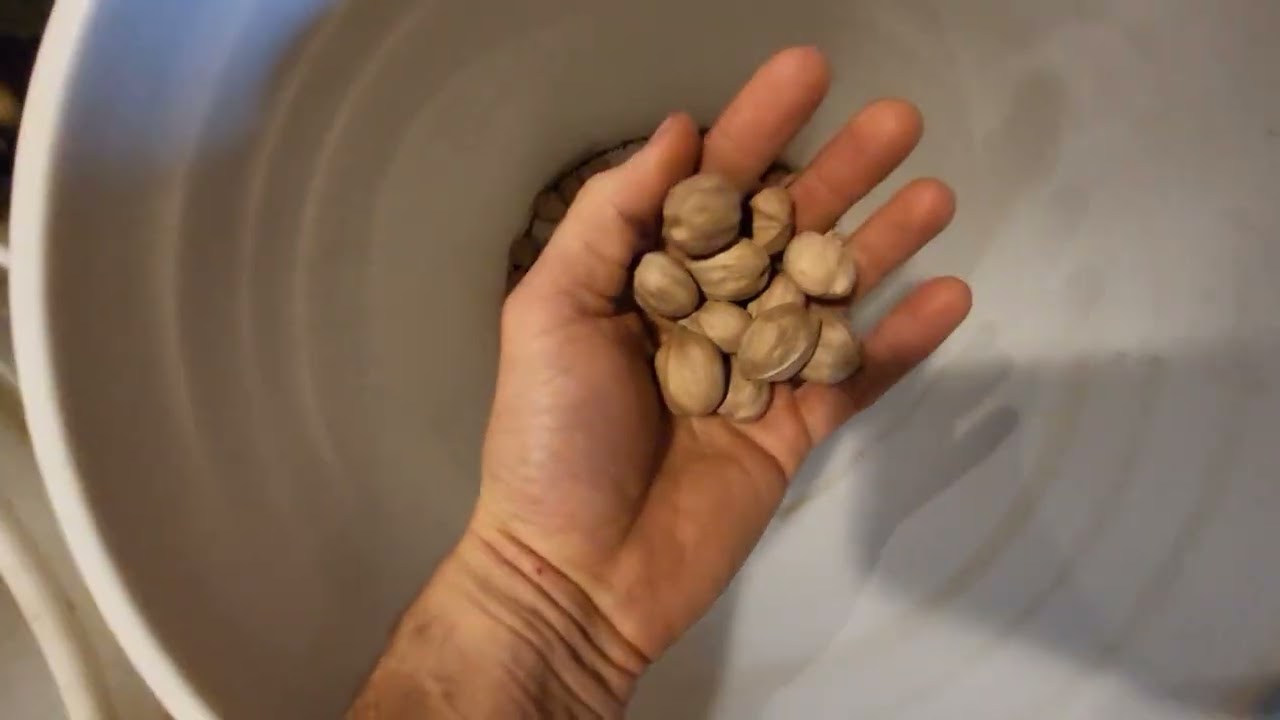 Vibra 1 Sheller on Mixed Hickory and Snack Shack