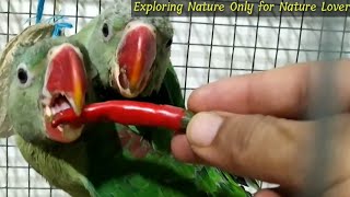 Parrot enjoying his whole day | 02/08/2019 screenshot 5