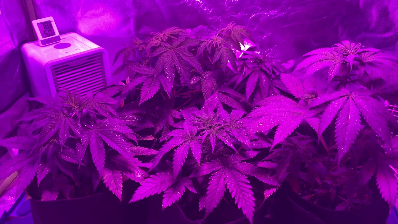 Their last day in Veg!! Flower time 😎 
