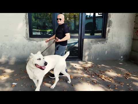 ქართული მოკლებეწვიანი ნაგაზი - მაშო 3 წლის გოგო...