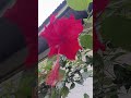 সুন্দৰতা🥰🌿#assam #highlights #flowers #youtubeshorts #everyone #shorts #reels #video