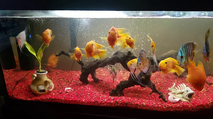 My 75 gallon big fish cichlids tank just did a 75%...