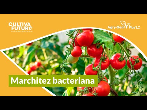 Vídeo: Diferencia Entre El Tizón Bacteriano De La Hoja Y La Racha Bacteriana De La Hoja