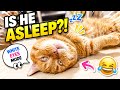 白目を剥いて寝てる茶々パパ Chacha Sleeps With His Eyes Open 😂