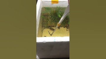 Thuần cá lóc ở thùng xốp #channafish #calockieng #fish #channamaru #shorts #xuhuong