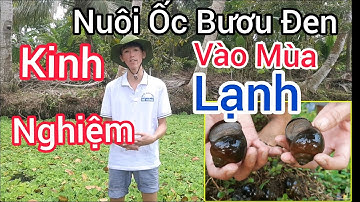 Kinh Nghiệm Nuôi Ốc Bươu Đen Mua Lạnh | Trại Ốc Bươu Giống Mê Kông