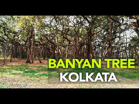 The Great Banyan Tree in Howrah Looks Like One Dense Jungle! | Curly Tales