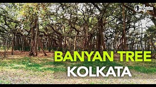 The Great Banyan Tree in Howrah Looks Like One Dense Jungle! | Curly Tales