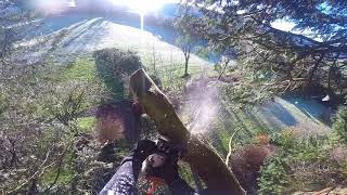 conifer dismantle part 1